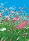 Fototapeta Flower Meadow